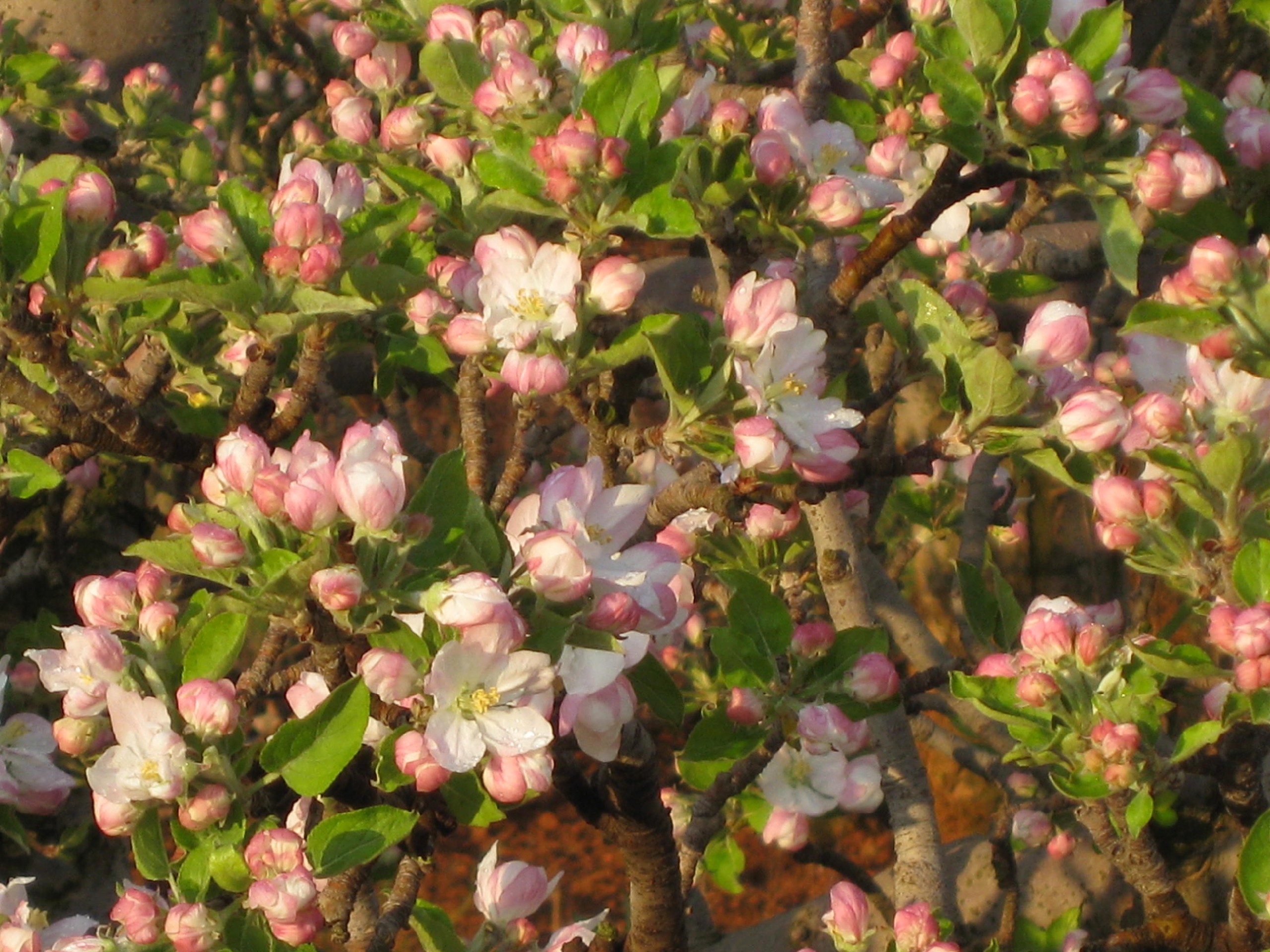 Apple tree Mid bloom