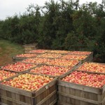 Apples ready to be stored