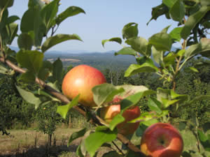 These apples have one of the best views on the farm