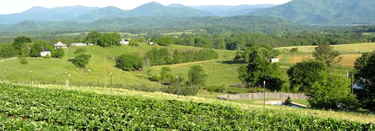 View from the Strawberry Patch