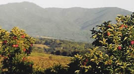 Orchards and mountains
