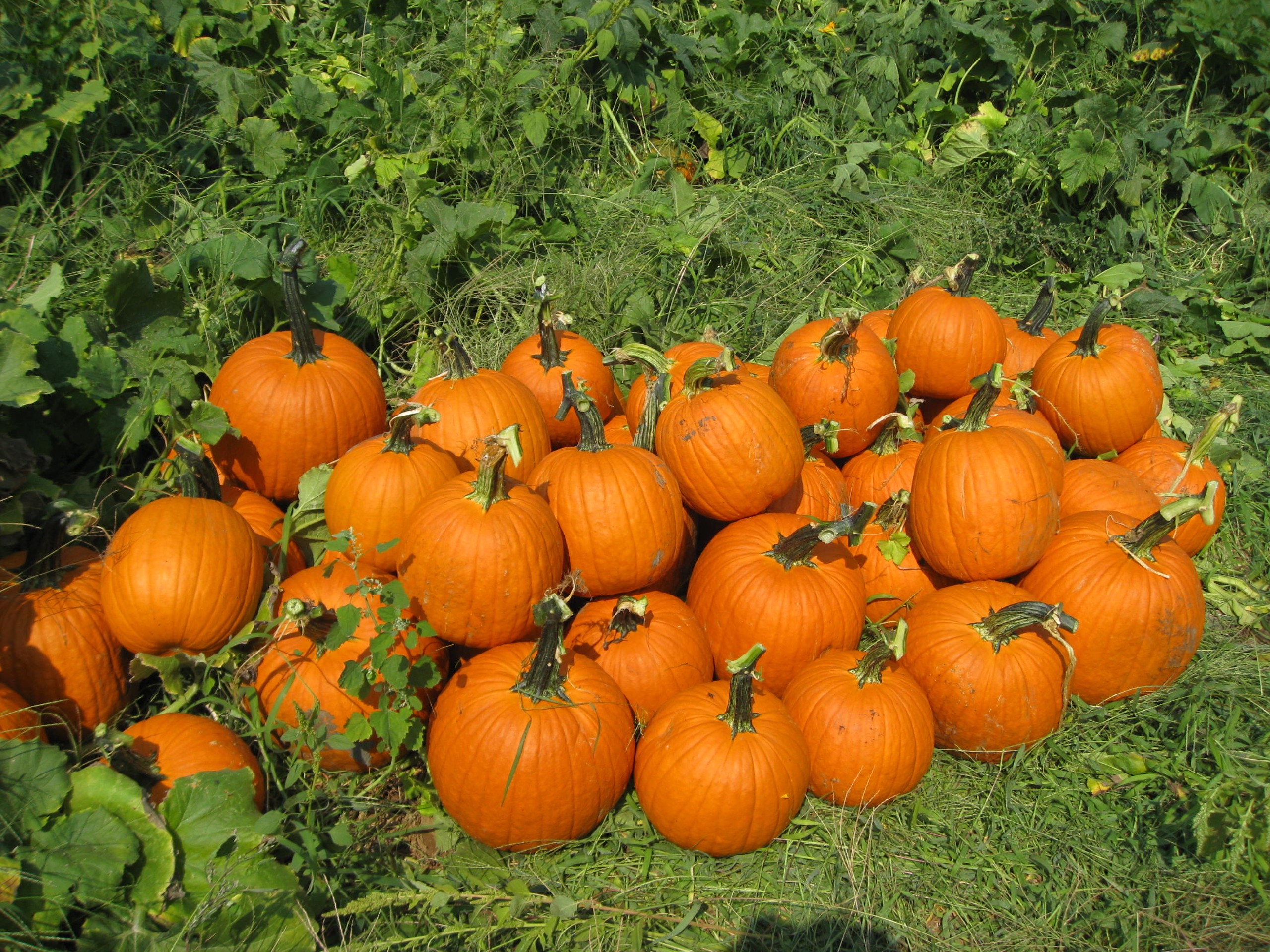 Pumpkins ready