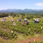 A beautiful day for picking Strawberries